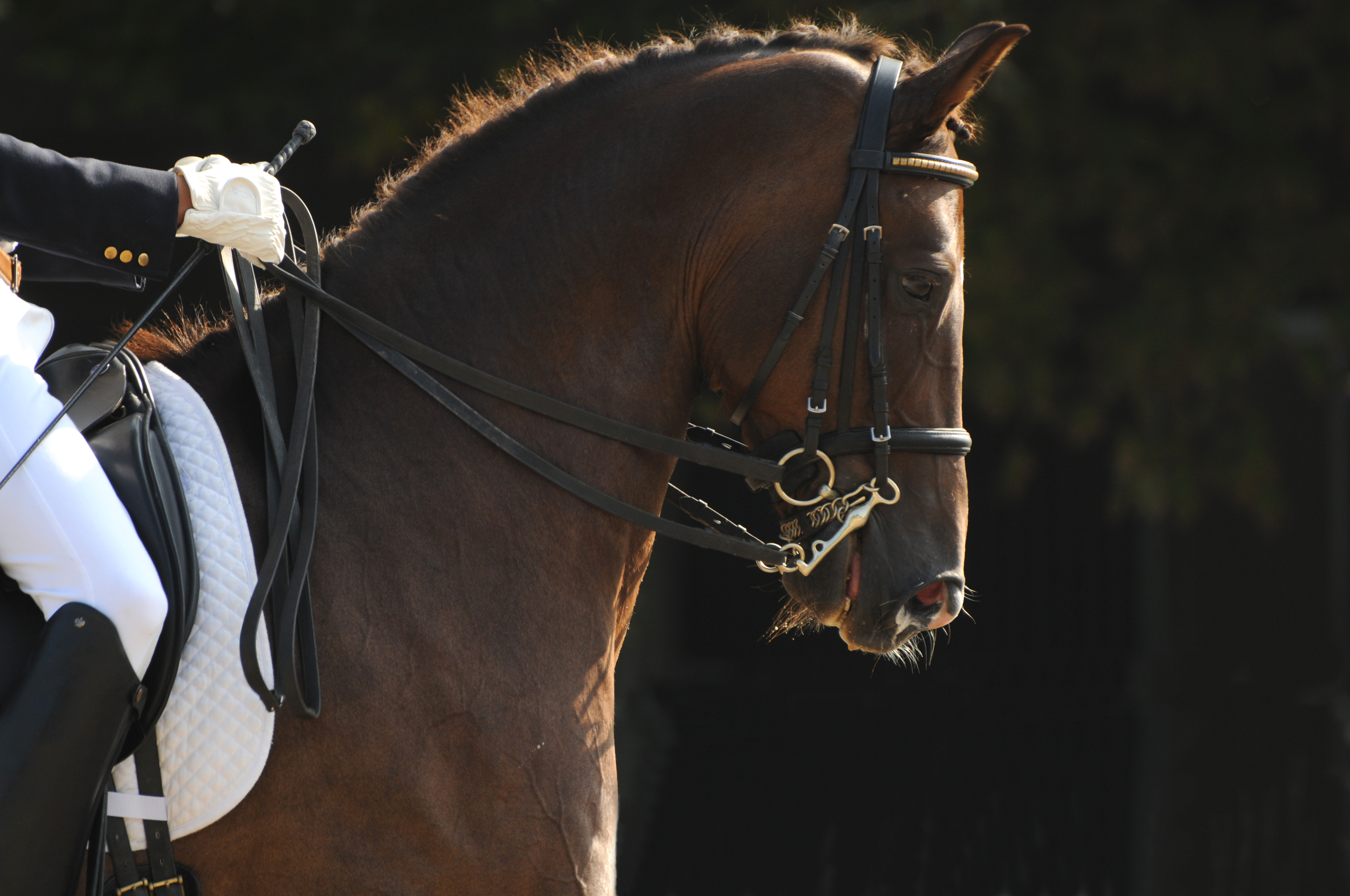 Unternehmensberatung f&uuml;r Pferdebetriebe - aus der Praxis f&uuml;r die Praxis