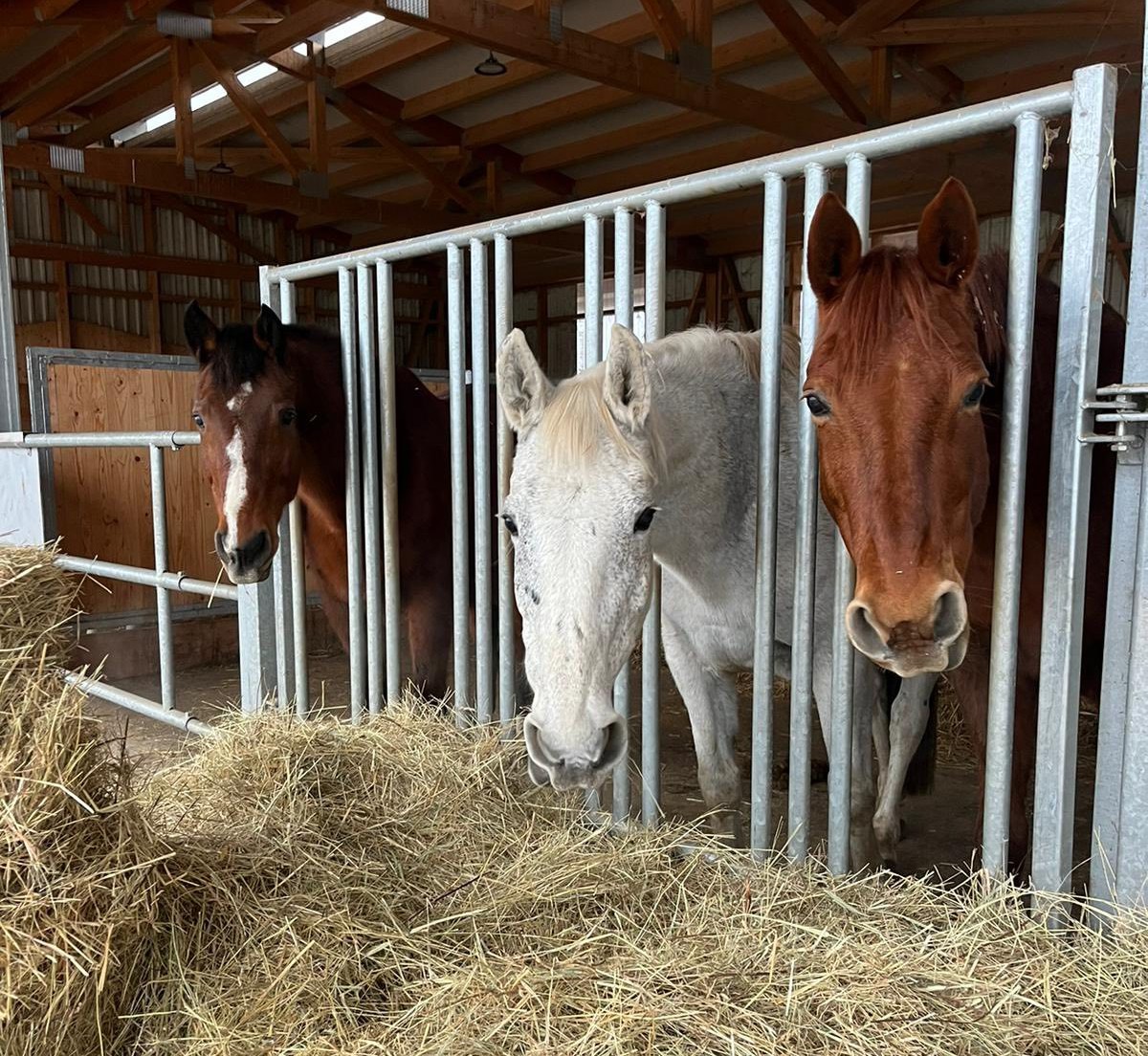 Kosten eines Pensionspferdes f&uuml;r den Stallbetreiber