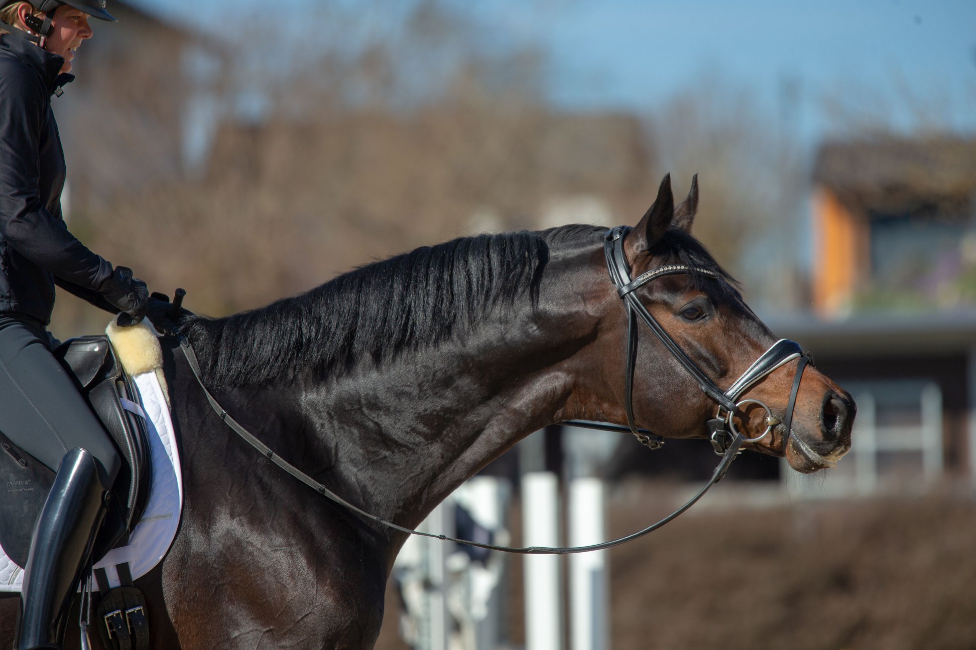 Zu hohe Tierarztkosten - So k&ouml;nnen Pferdebetriebe reagieren