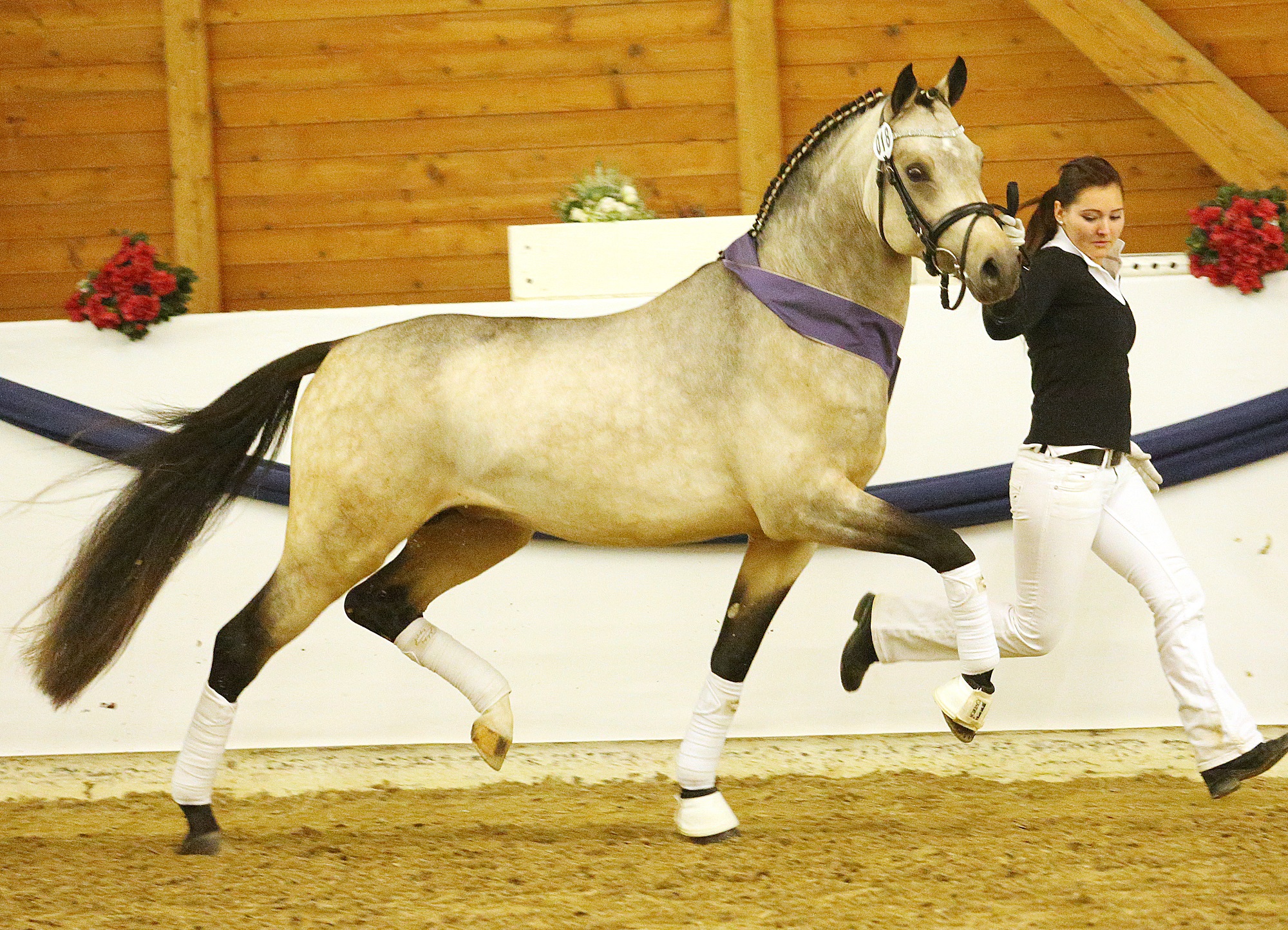 Tierschutz im Pferdesport: Die Notwendigkeit einer altersgerechten Jungpferdeausbildung