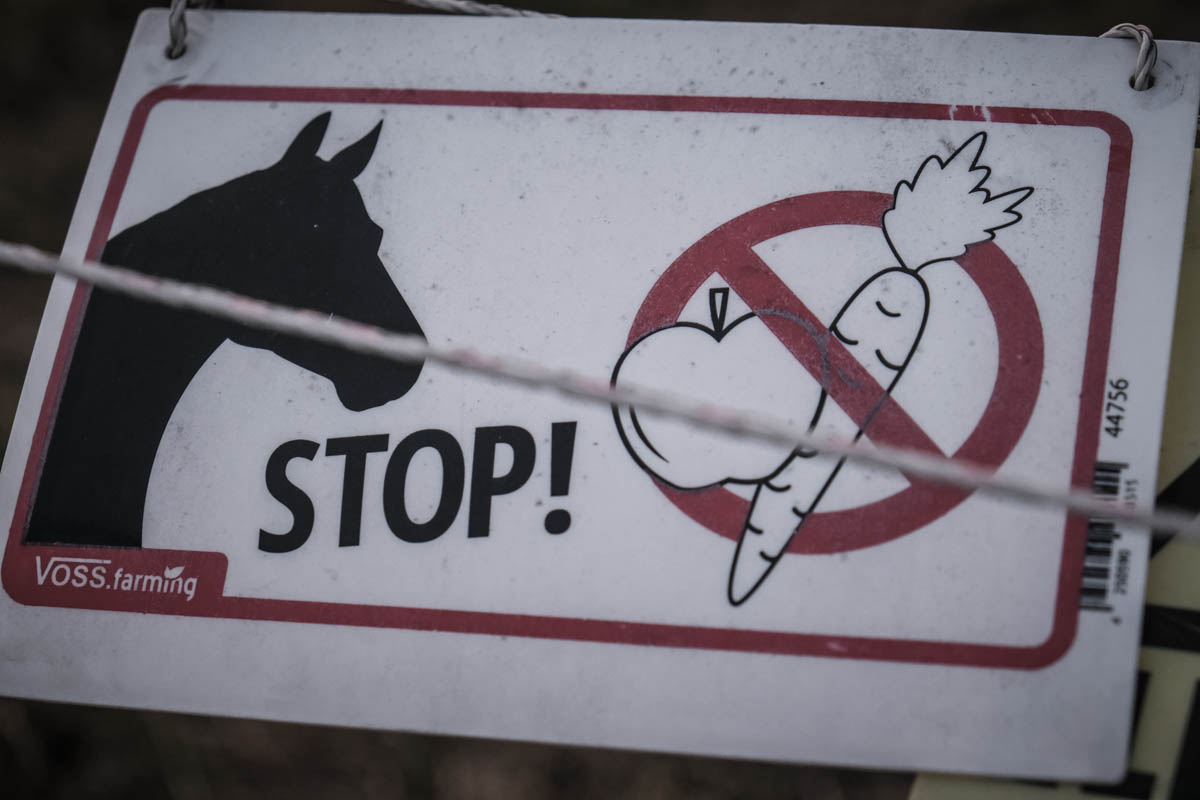 Zu hohe Tierarztkosten - So k&ouml;nnen Pferdebetriebe reagieren