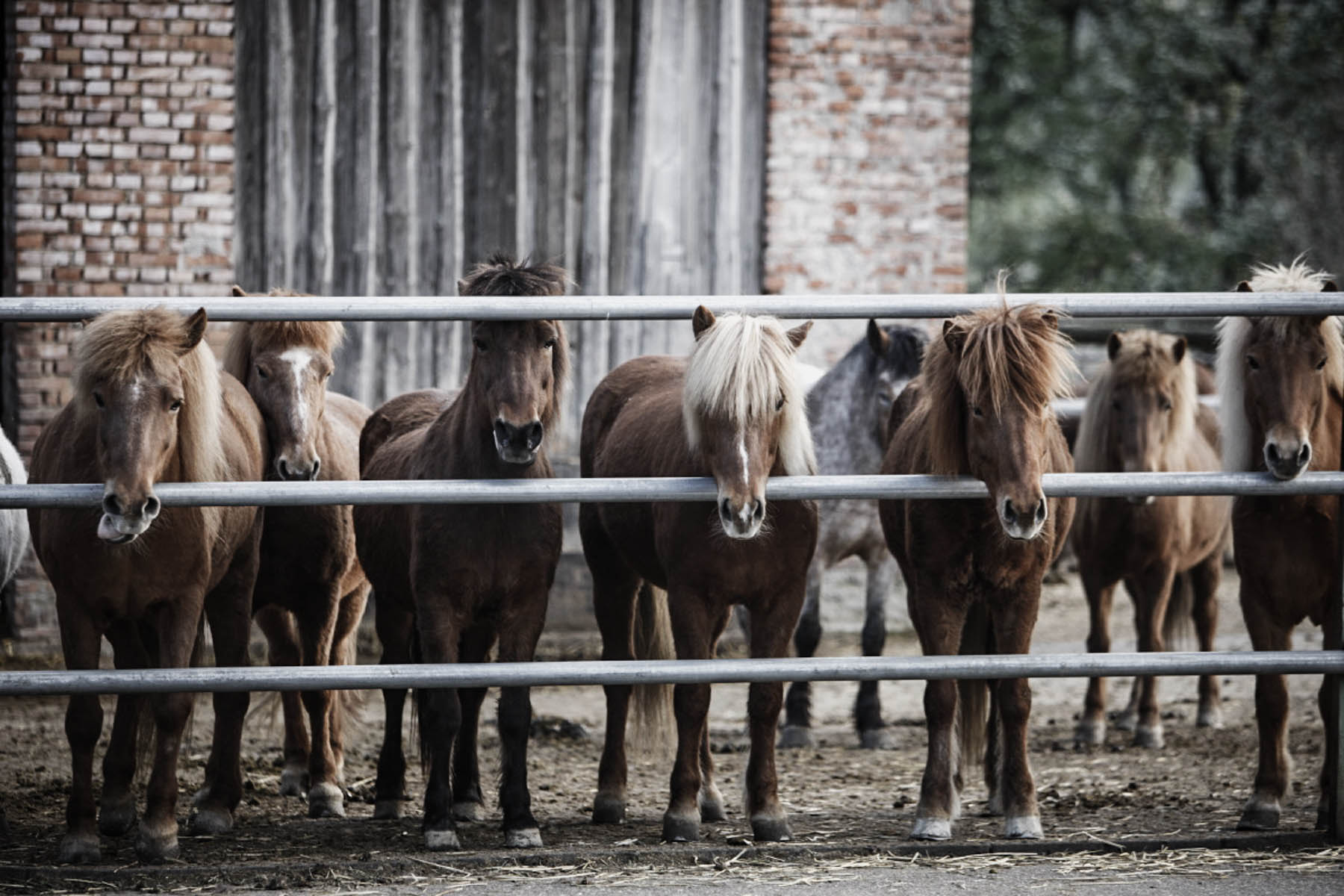 Herausforderungen für Reitvereine: Innovation und Anpassung sind gefragt